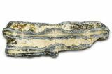 Mammoth Molar Slice With Case - South Carolina #377786-1